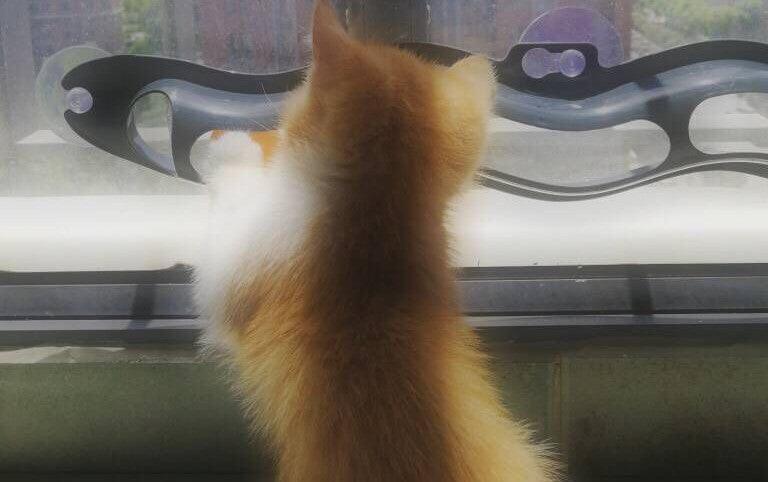 Cat Window Perch Track Toy - Interactive Ball Chase Game for Windowsill