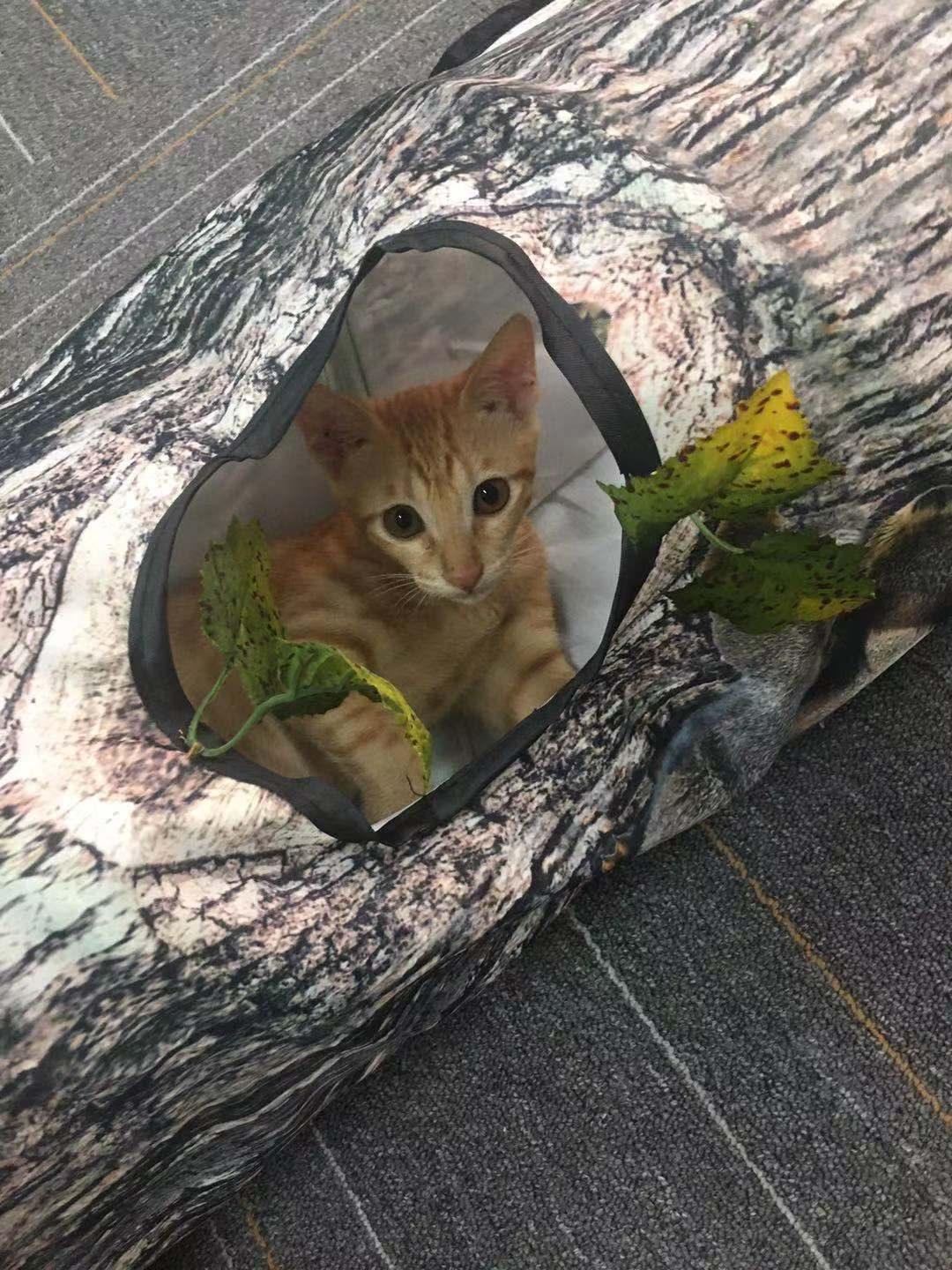 Cat Tunnel Hideaway - 3-Way Interactive Play Tube with Tree Pattern