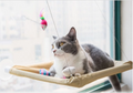 Cat Window Perch Bed - Suction Cup Mounted Hammock for Sunny Naps