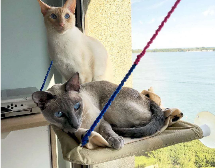 Cat Window Perch Bed - Suction Cup Mounted Hammock for Sunny Naps