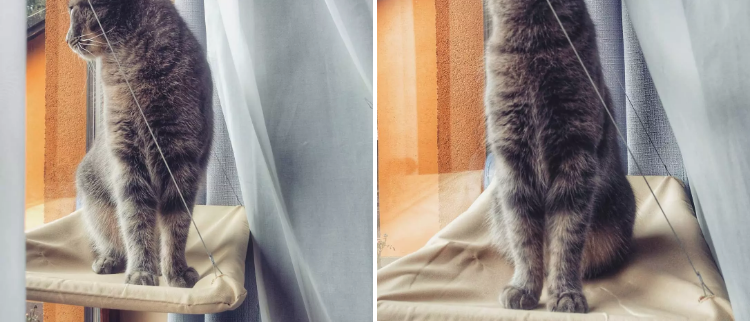 Cat Window Perch Bed - Suction Cup Mounted Hammock for Sunny Naps